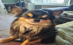 Chihuahua dogs for sale: Chihuahua Females - Merle - Image 18