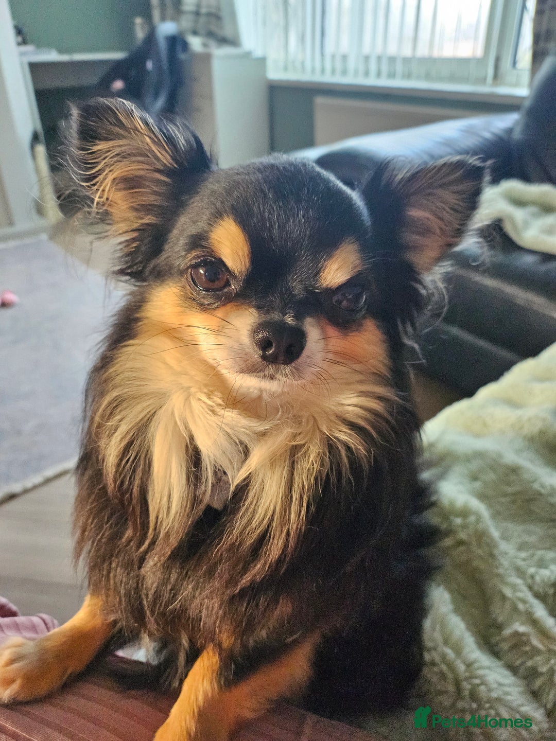 Chihuahua dogs for sale: Chihuahua Females - Merle - Image 18
