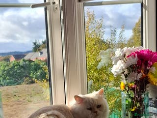 Persian cats Macaroni - Advert 2