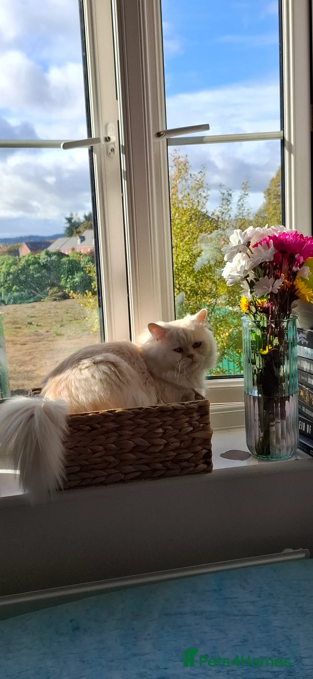 Persian cats for stud: Macaroni - Advert 1