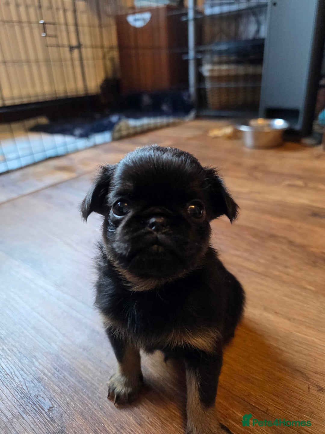 Griffon Bruxellois dogs for sale: KC Registered Rough Brussels Griffon  - Advert 2
