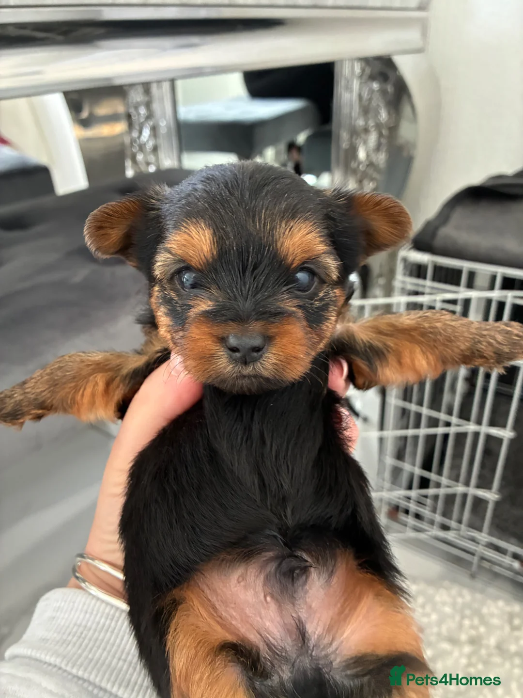 Yorkshire Terrier dogs for sale: Kc Yorkshire terrier puppy’s  - Advert 2