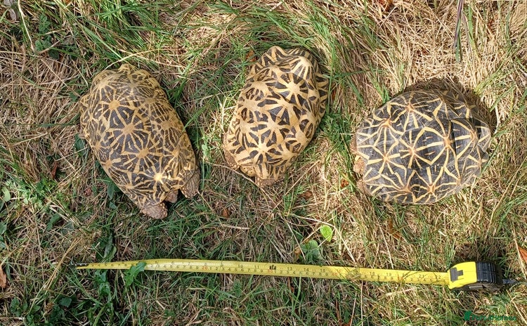 Tortoise reptiles - Advert 4