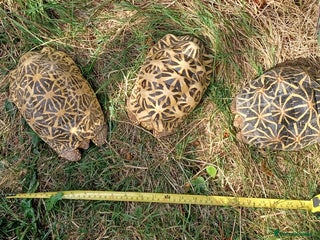 Tortoise reptiles - Advert 12