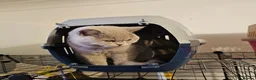 British Shorthair cats for sale: Beautiful girl GCCF registered - Advert 6
