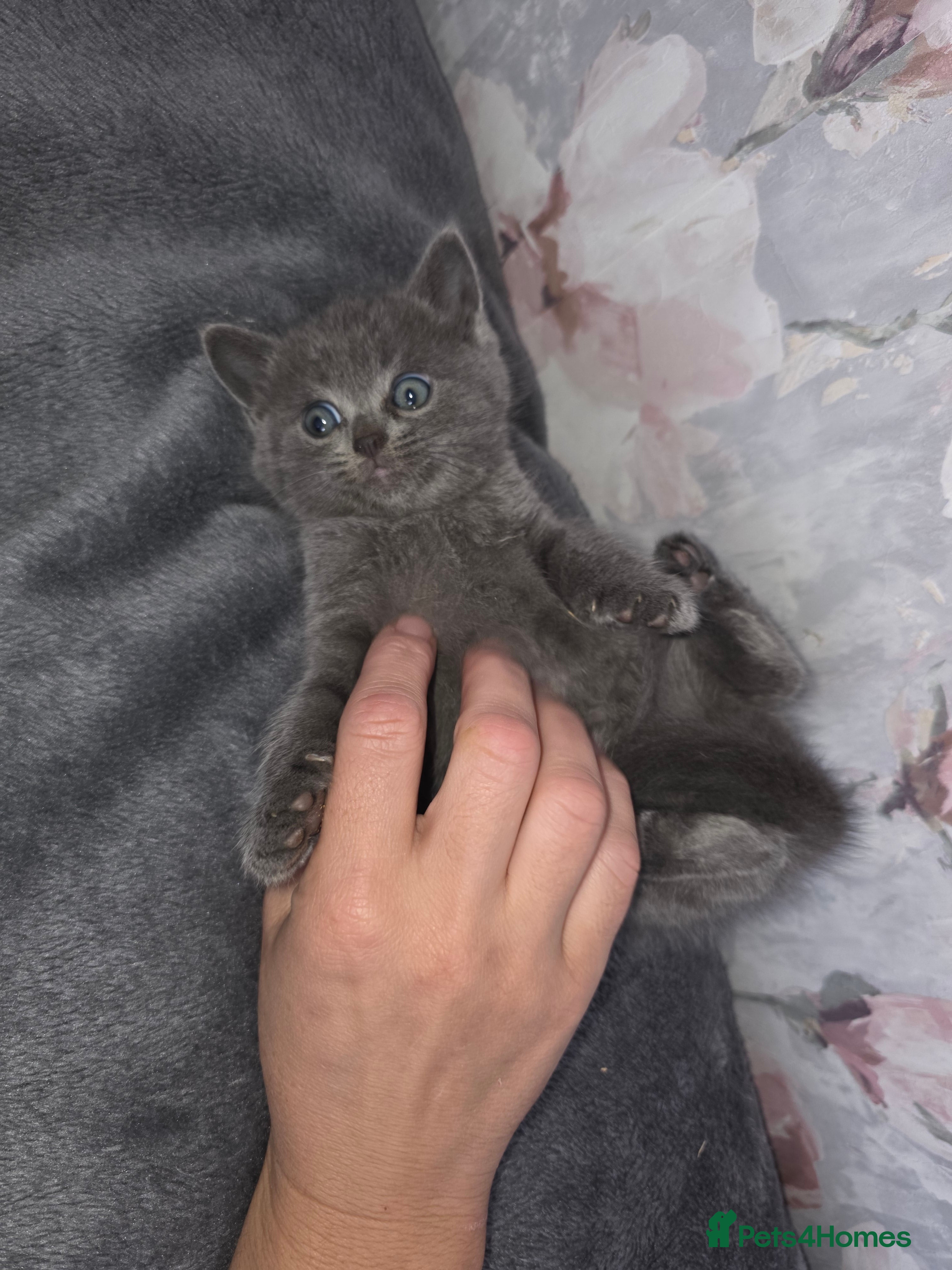 British Shorthair cats British shorthair - Advert 12