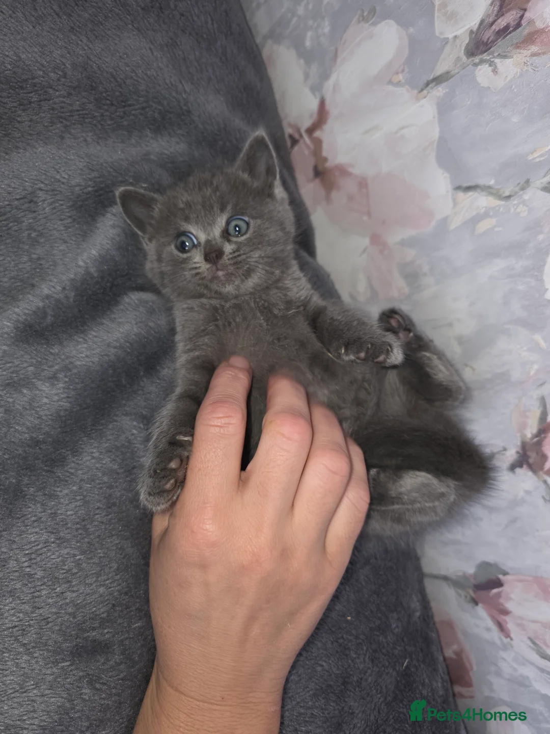 British Shorthair cats for sale: British shorthair - Advert 2