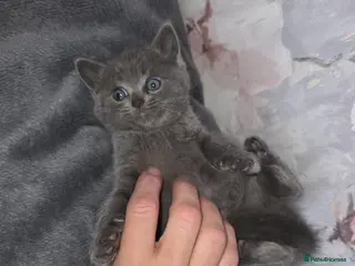 British Shorthair cats British shorthair - Advert 12