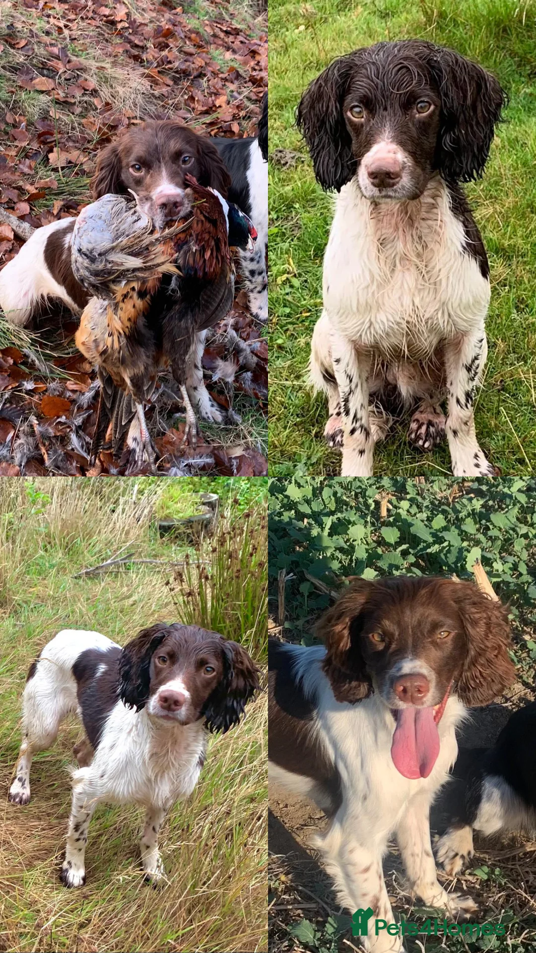 English Springer Spaniel dogs for sale: KC Registered English Springer Spaniels  in Billingham - Advert 7