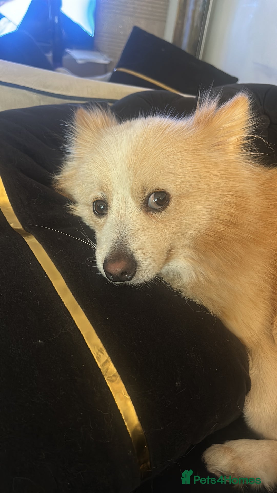 Pomeranian dogs for sale: 2years old Pomeranian for sale - Image 2