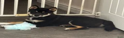Japanese Shiba Inu dogs for sale: Fabulous baby - Advert 1