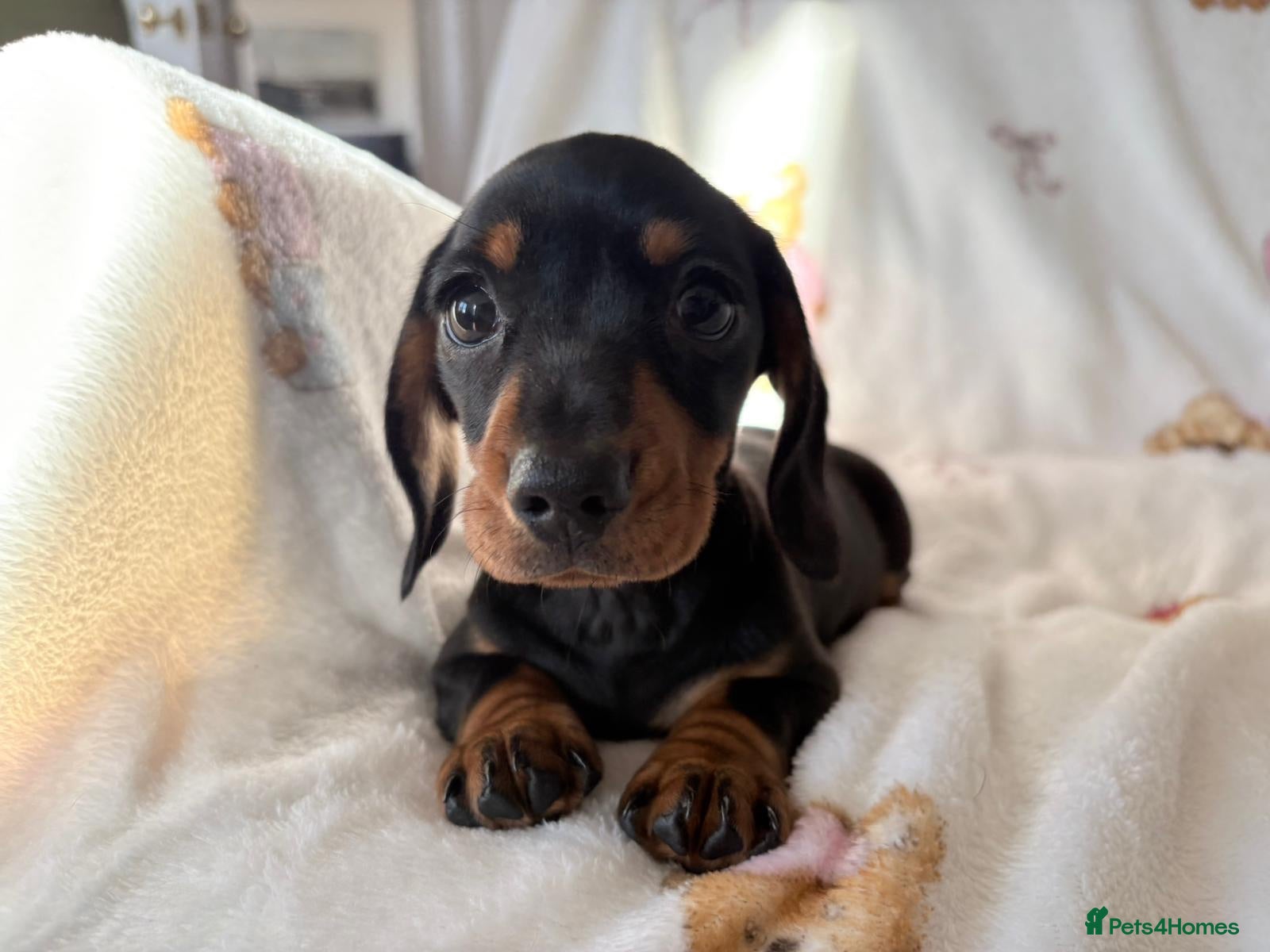 Miniature Dachshund dogs Litter of four Miniature Dachshunds - Advert 17