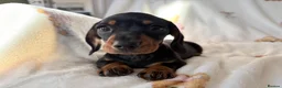 Miniature Dachshund dogs for sale: Litter of four Miniature Dachshunds - Advert 1