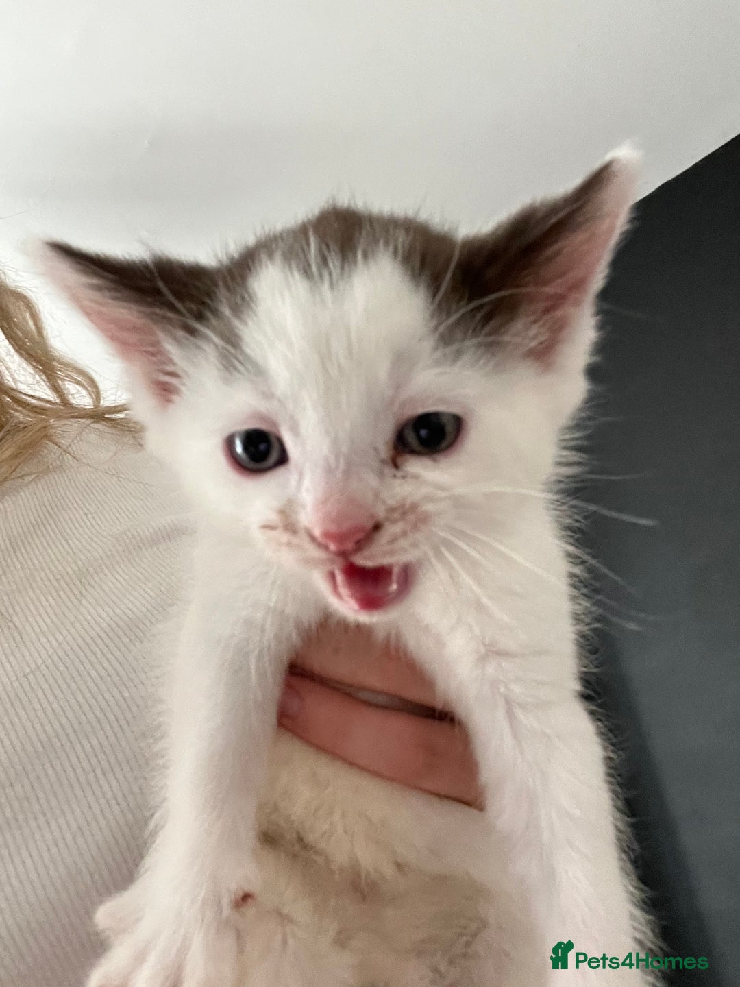 British Shorthair cats for sale: Last of the bunch brown and white kitten for sale  - Image 3