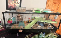 Hamster rodents for sale: Hamster and home  - Image 1