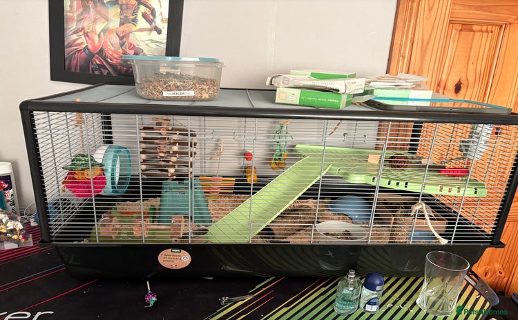 Hamster rodents - Advert 1