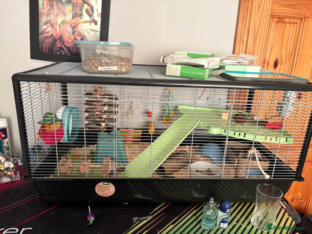 Hamster rodents for sale: Hamster and home  - Image 1