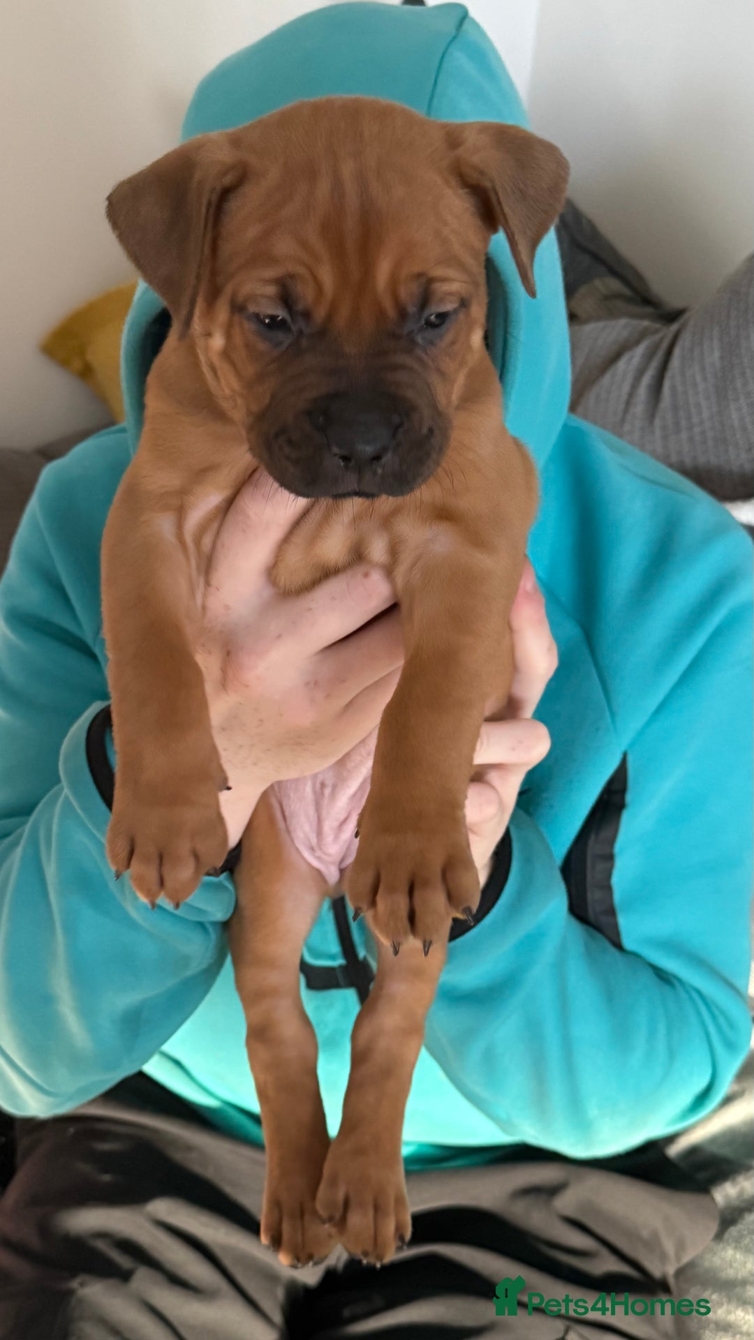 Mixed Breed dogs for sale: Bullmastiff x blue staffie last female pup!  - Advert 2