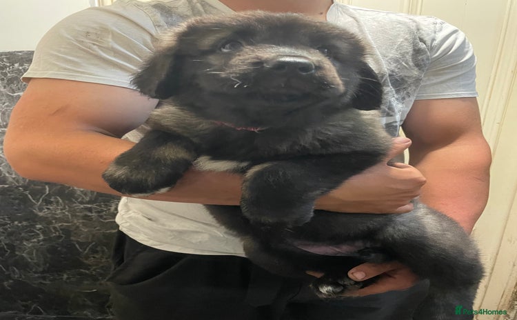Caucasian Shepherd Dog dogs - Advert 1