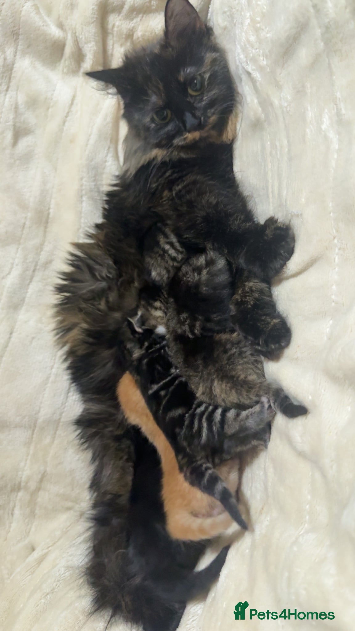 Mixed Breed cats Mixed breed kittens  - Advert 1