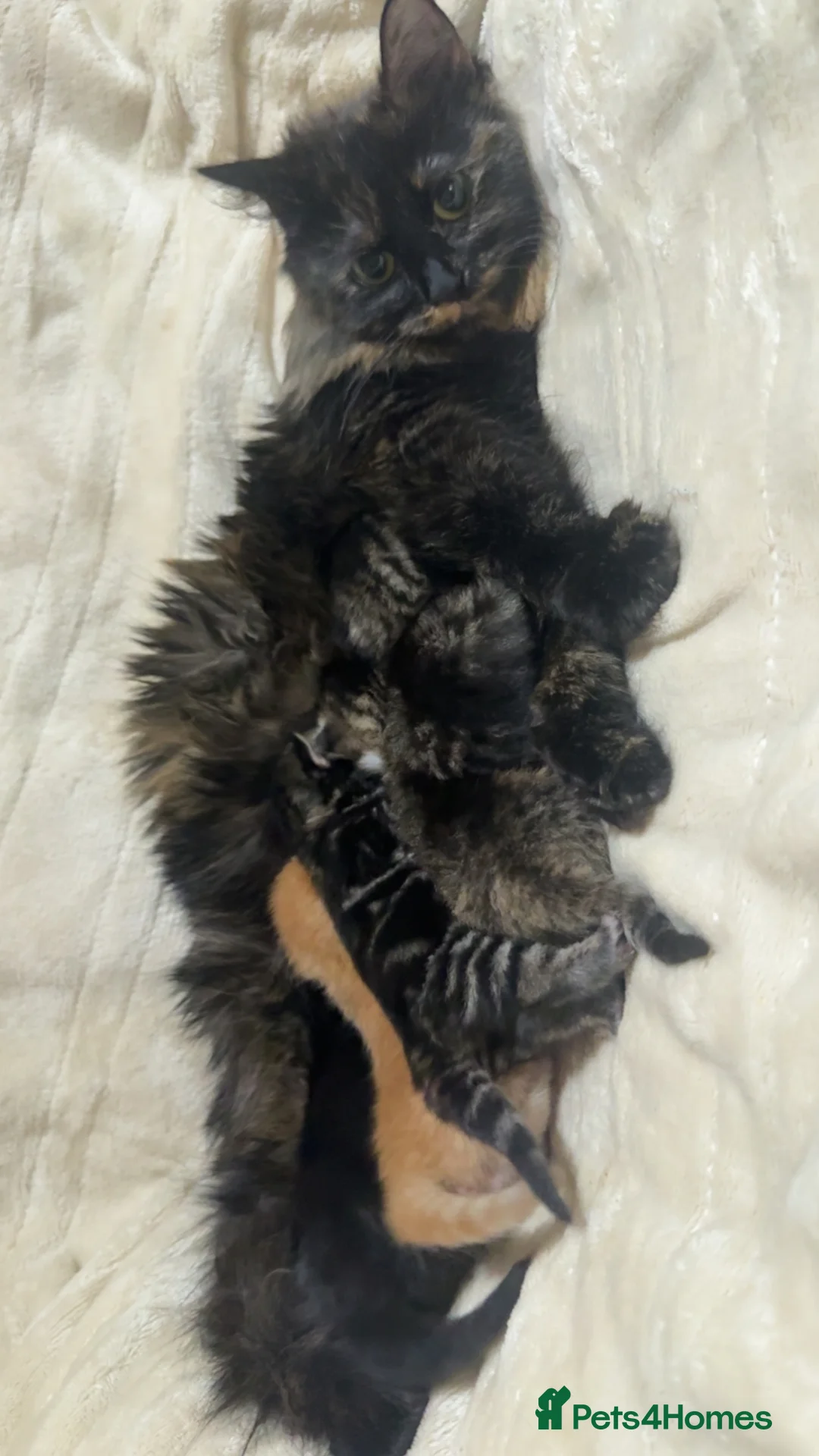 Mixed Breed cats for sale: Mixed breed kittens  - Advert 1