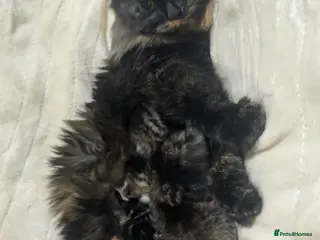 Mixed Breed cats Mixed breed kittens - Advert 1