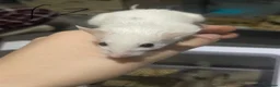 Mouse rodents for sale: Multimammates  - Advert 7