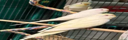 Budgerigars birds for sale: young  budgies available  Wa7  area   - Advert 4