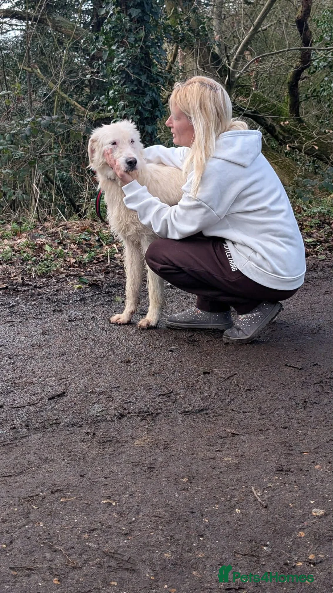 Mixed Breed dogs for adoption: Peter - Norwich Norfolk  in Norwich - Advert 9