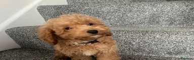 Cockapoo 2