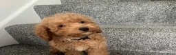 Cockapoo dogs for sale: Cockpoo - Advert 7