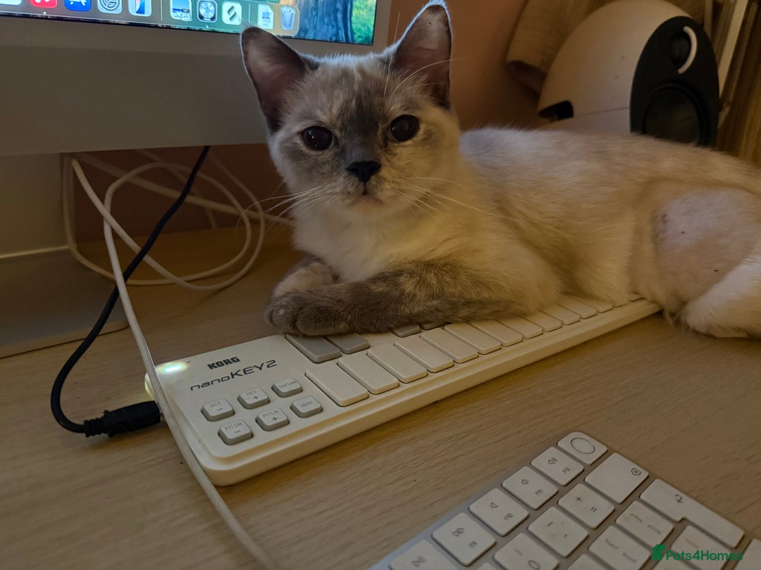 British Shorthair cats for sale: Beautiful British Shorthair x Ragdoll - Image 4