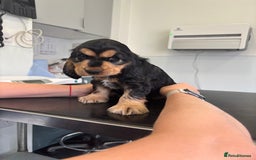 Cocker Spaniel dogs for sale: KC & HEALTH TESTED CHOC SABLE PUPS - Image 11