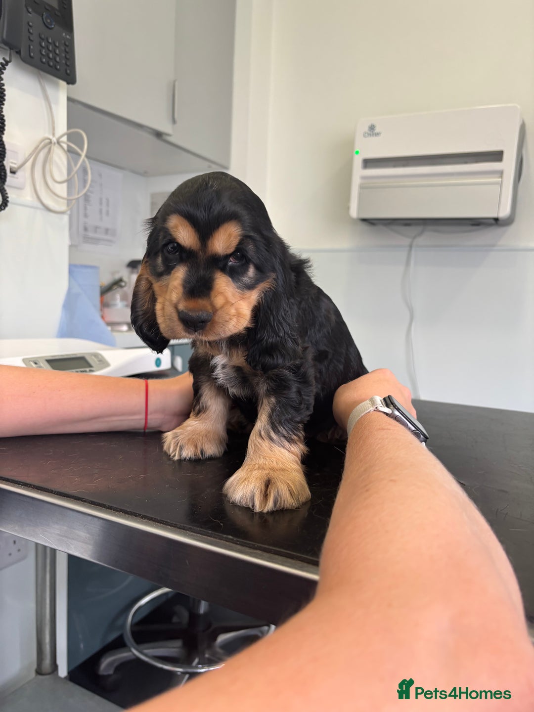 Cocker Spaniel dogs for sale: KC & HEALTH TESTED CHOC SABLE PUPS - Image 11