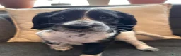 Cocker Spaniel dogs for sale: Blue Roan and Liver Roan Cocker Spaniels for Sale  - Advert 21