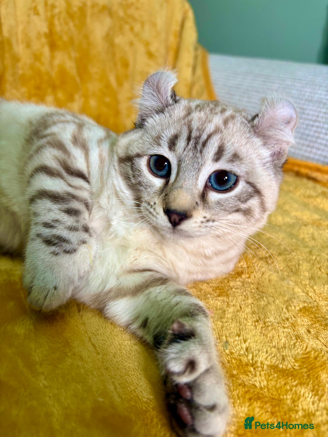 Savannah cats for sale: Breath taking wild looking girl  - Advert 18