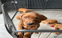 Labrador Retriever dogs for sale: Outstanding dark fox red Lab pups from FTCH lines - Image 4