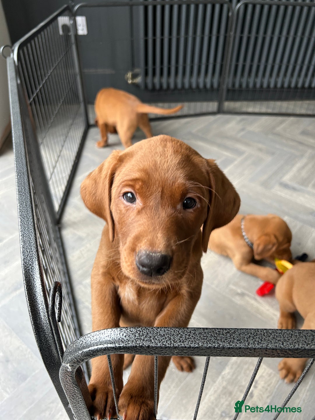 Labrador Retriever dogs for sale: Outstanding dark fox red Lab pups from FTCH lines - Image 4