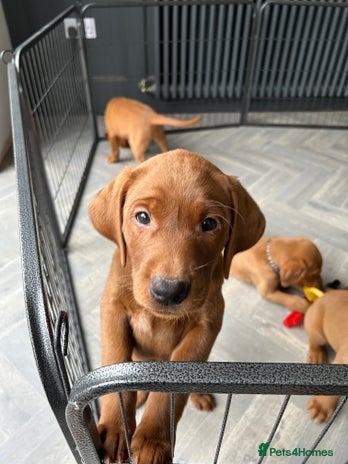 Labrador Retriever dogs - Advert 3