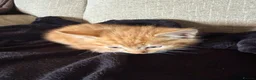 Mixed Breed cats for sale: Kittens for sale  - Advert 5