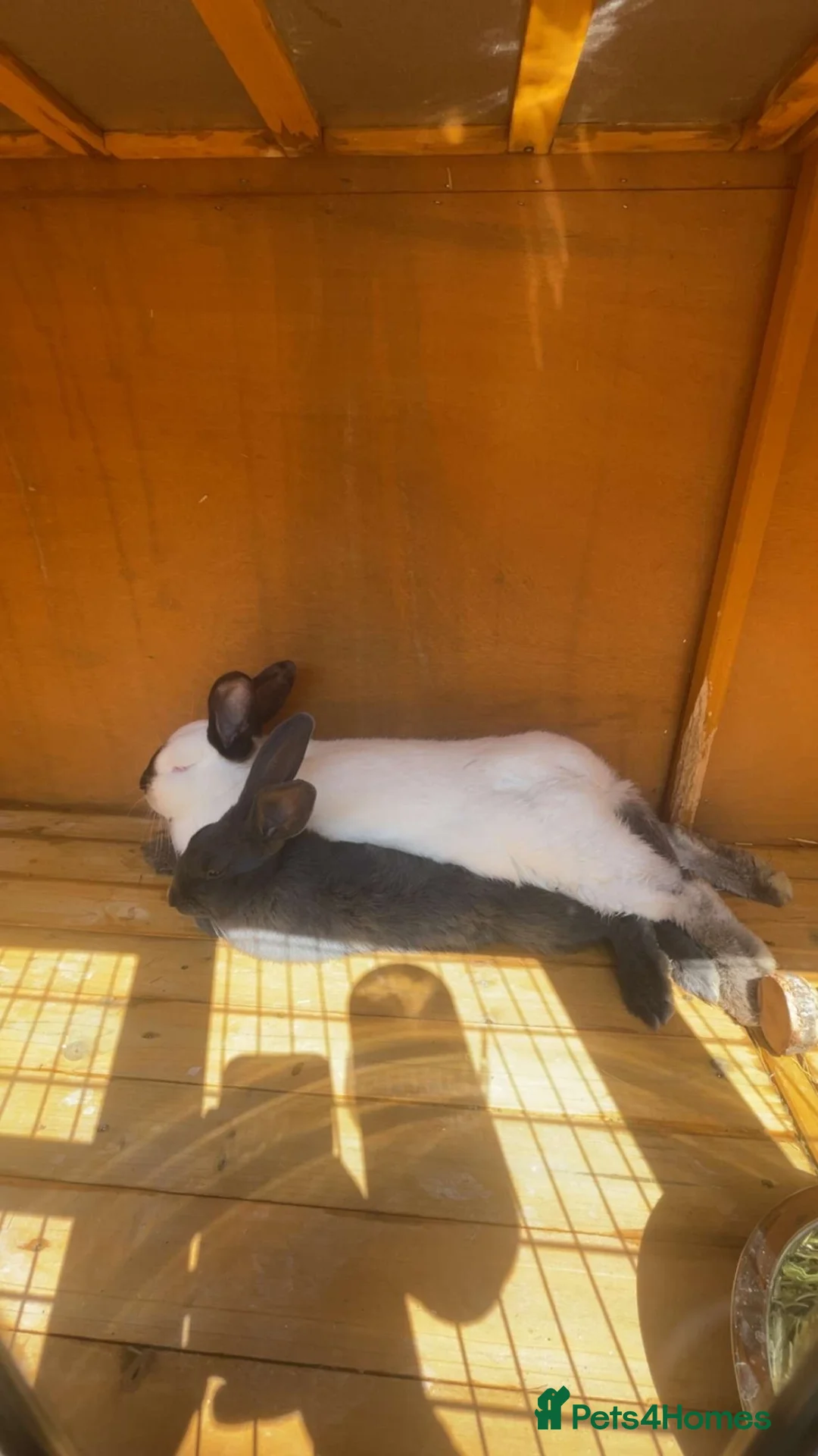 Mixed Breed rabbits for sale: Californian/New Zealand Cross in Birmingham - Advert 9