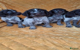 German Wirehaired Pointer dogs for sale: Quality German wirehaired pointer pups. - Image 7