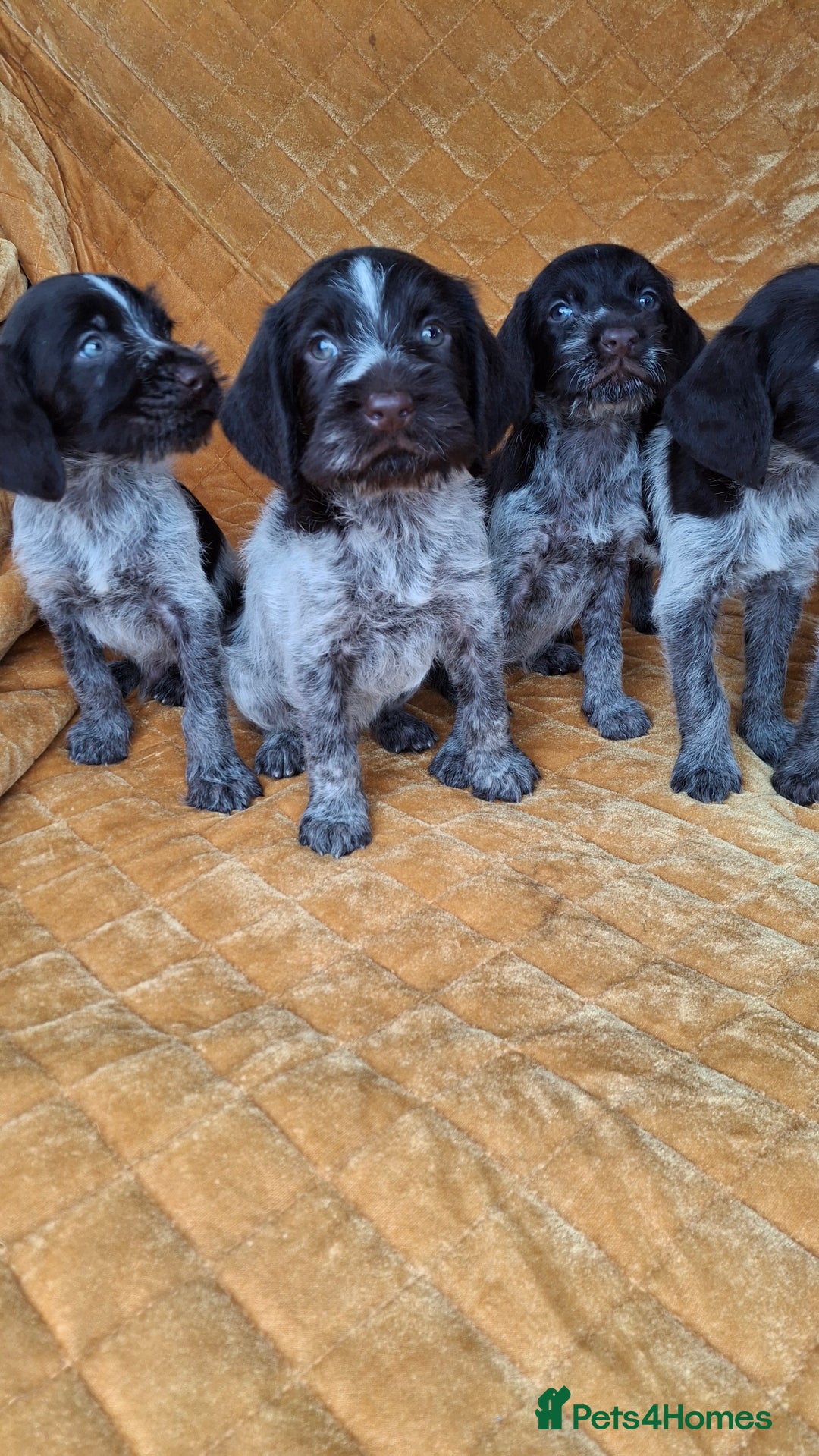 German Wirehaired Pointer dogs for sale: Quality German wirehaired pointer pups. - Image 7
