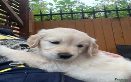 Golden Retriever dogs for sale: Beautiful KC Golden Retriever Babies  - Image 26