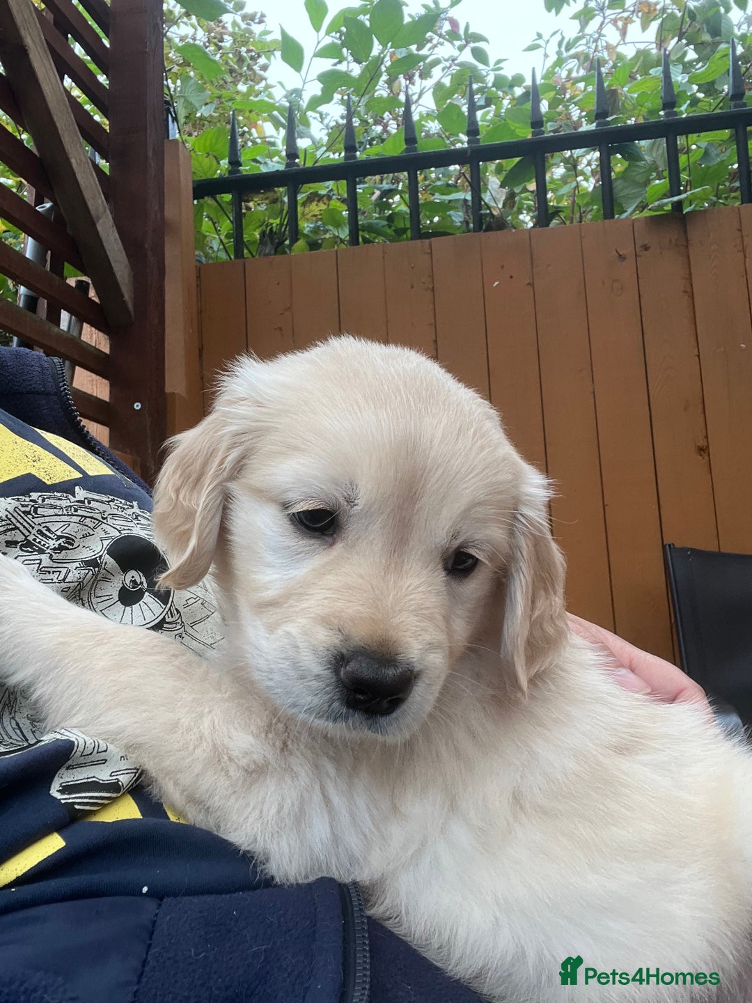 Golden Retriever dogs for sale: Beautiful KC Golden Retriever Babies  - Image 26