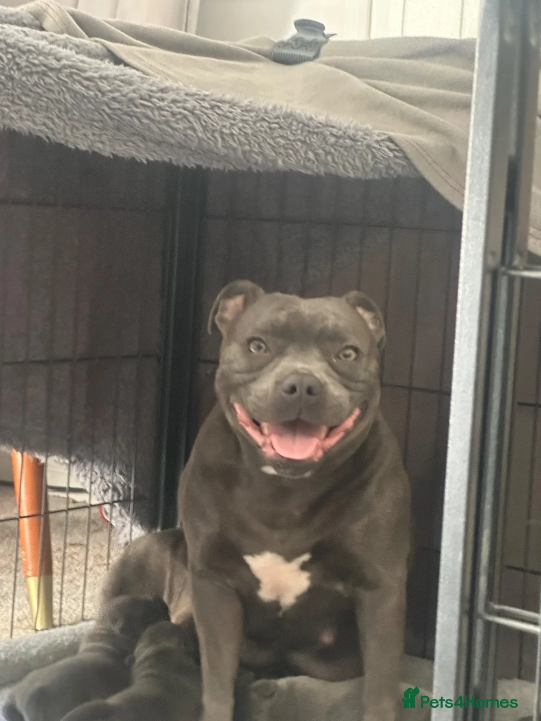 Staffordshire Bull Terrier dogs for sale: Staff puppies - Advert 1