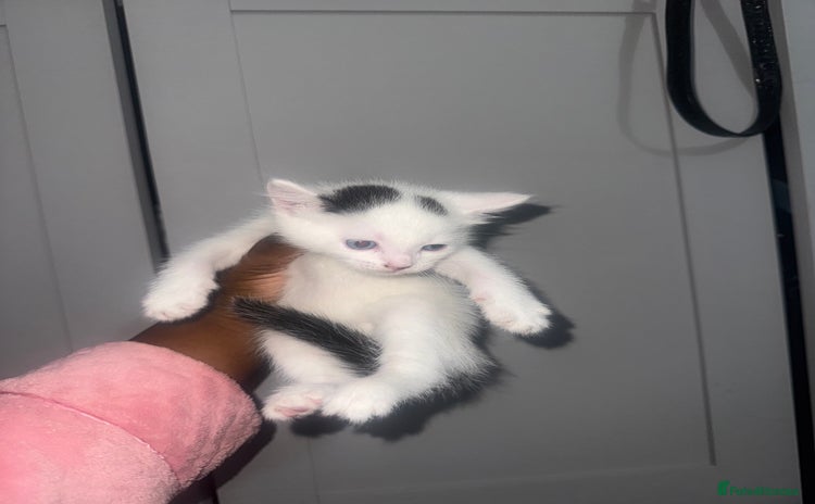 Mixed Breed cats - Advert 4