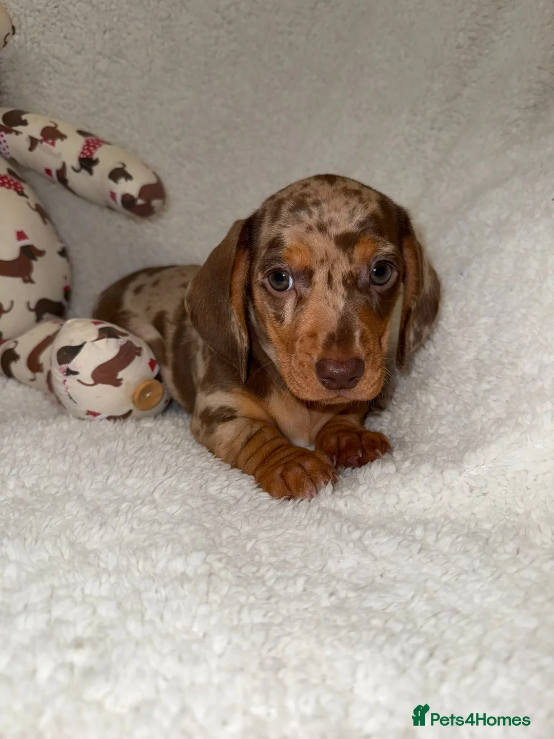 Miniature Dachshund dogs for sale: Stunning Dapple Dachshunds - Advert 4