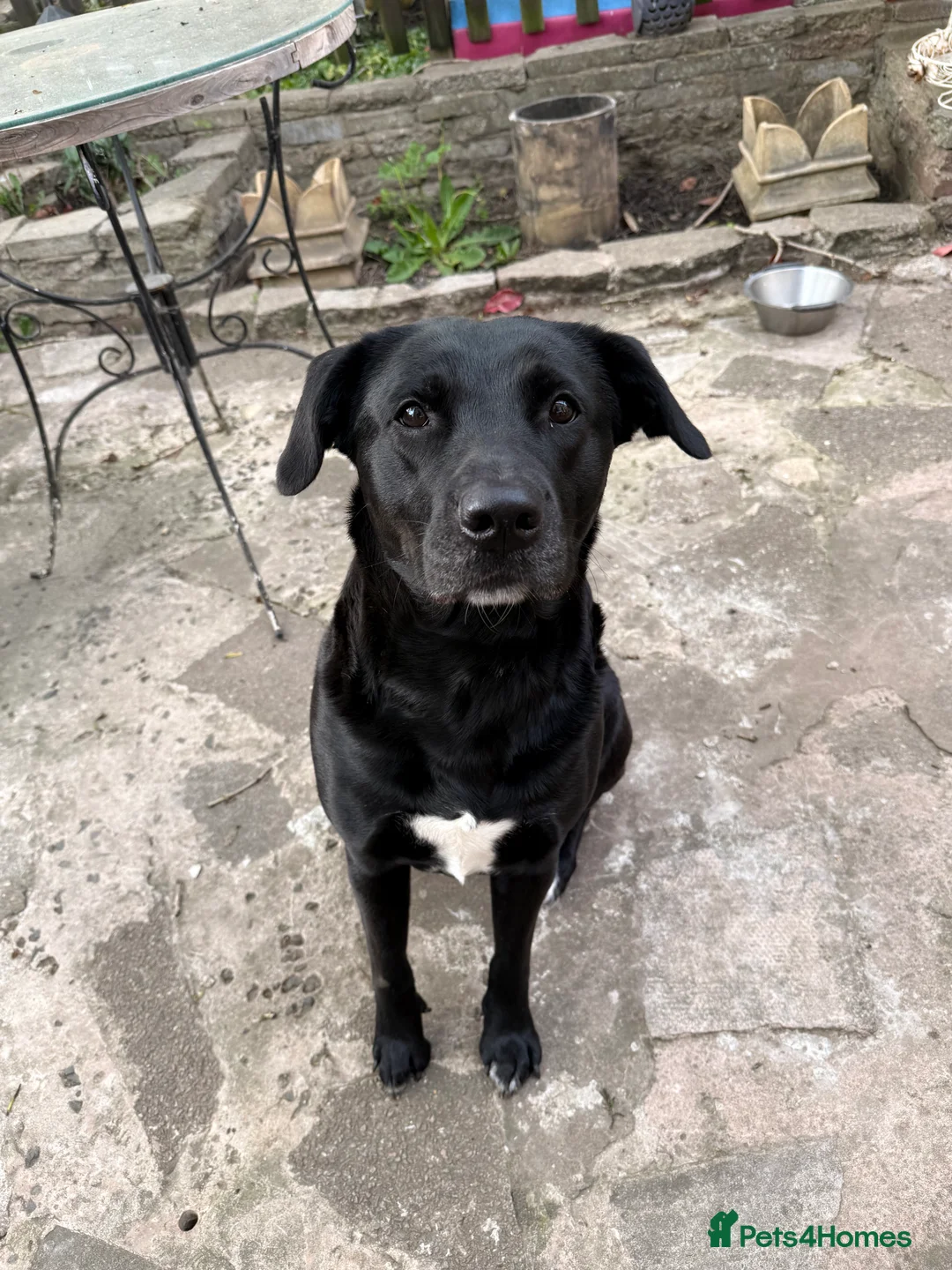 Mixed Breed dogs for sale: Labrakita - Advert 1