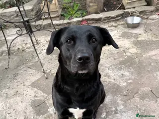 Mixed Breed dogs Labrakita - Advert 1